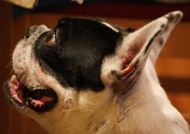 Should I Use an Anti-Bark Collar on My Puppy?