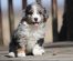 Springerdoodle Dog Breed Profile and Facts