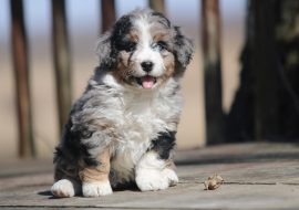 Bernedoodle Health Issues, Diagnosis, and Treatment