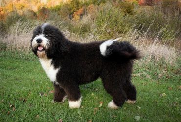 Top 3 Bernedoodle breeders in Canada