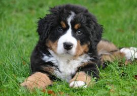 Bernese Mountain Dog Puppies For Sale (Top 6 US Breeders)