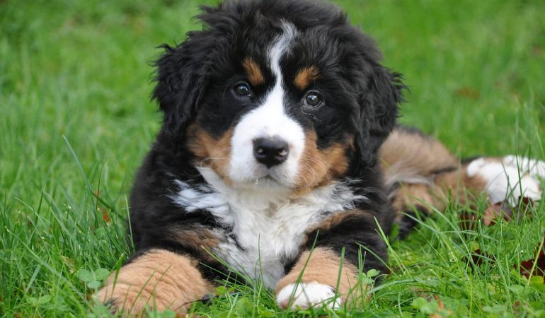 Bernese Mountain Dog Puppies For Sale (Top 5 Breeders)