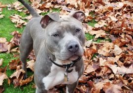 Blue Nose Pitbull Dog Breed Info