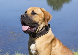 Boerboel Dog Breed Profile and Facts