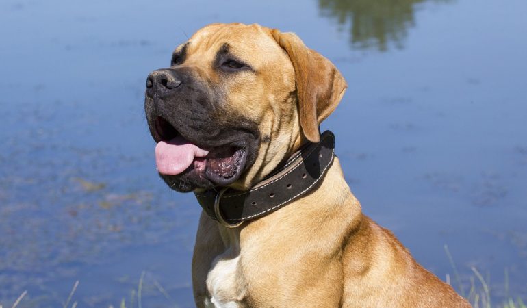 Boerboel Dog Breed Profile and Facts