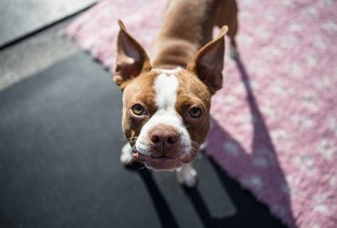 100+ Most Popular Boston Terrier Names for 2021