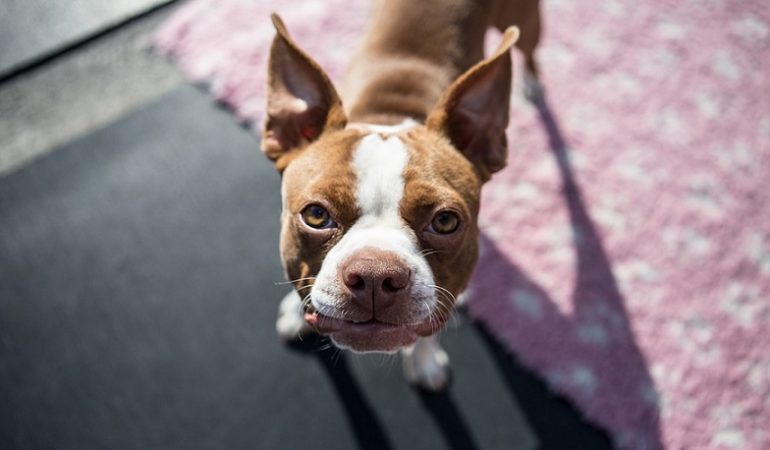Top Names for Boston Terrier Puppies in 2022