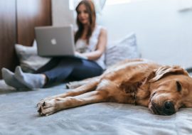 How Dogs Can Improve Students’ Mental Health
