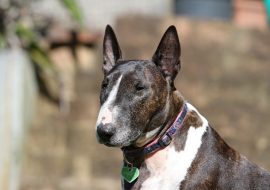 Bull Terrier Dog Breed Info – The Kid in a Dog Suit