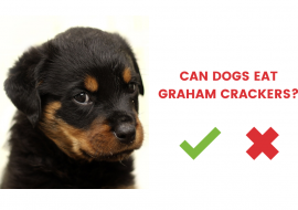 Can Dogs Eat Graham Crackers or Not? [Answered]