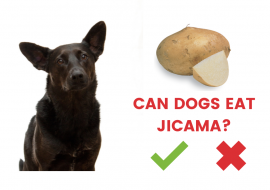 Can dogs eat Jicama or Not? [Answered]