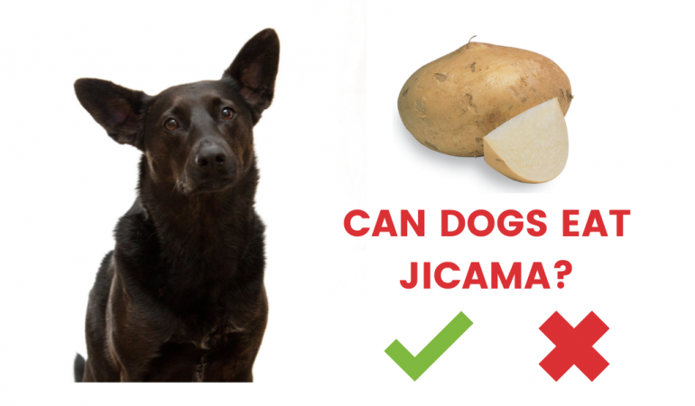 Can dogs eat Jicama or Not? [Answered]