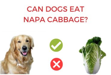 Can Dogs Eat Napa Cabbage a.k.a Chinese Cabbage? [Answered]