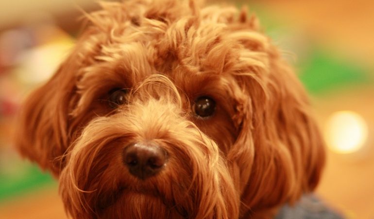Cavoodle Pros and Cons – Things You Should Know