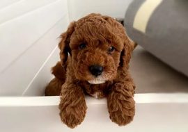 Cavapoochon Puppies – Quick Guide and Breeders