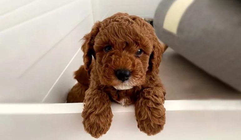 Cavapoochon Puppies – Quick Guide and Breeders