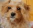 Pomeranian Dog Breed Info – The Pom Pom Dog
