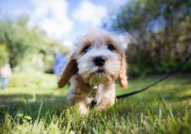 A New Owner’s Guide To Caring For A Cavoodle Puppy