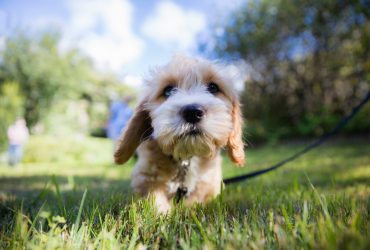 A New Owner’s Guide To Caring For A Cavoodle Puppy
