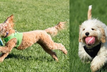 Cavoodle vs Groodle – A Quick Comparison
