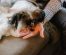 Spoodle Dog Breed Info – Characterisitics, Temperament, & Facts