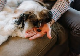 CBD Treats & Oils for Your Dog’s Health – What to Choose