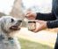 How to Teach Your Dog Scent Detection