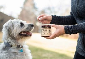 Does Your Dog Suffer From Anxiety? How CBD Treats Might Help