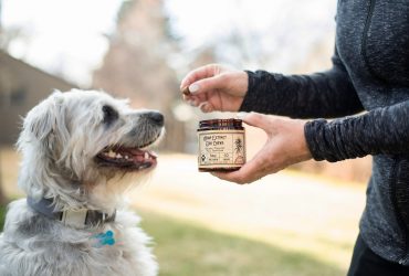 Does Your Dog Suffer From Anxiety? How CBD Treats Might Help
