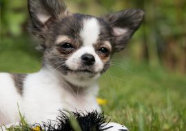 Chihuahua – Dog Breed Profile and Fun Facts