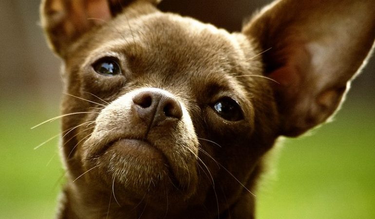 Chilier Dog Breed Info (Chihuahua Cavalier King Charles – Spaniel Mix)