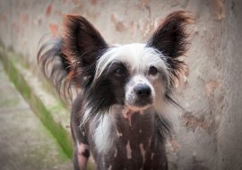 Top 10 Unique Chinese Dog Breeds