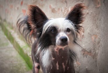 Top 10 Unique Chinese Dog Breeds