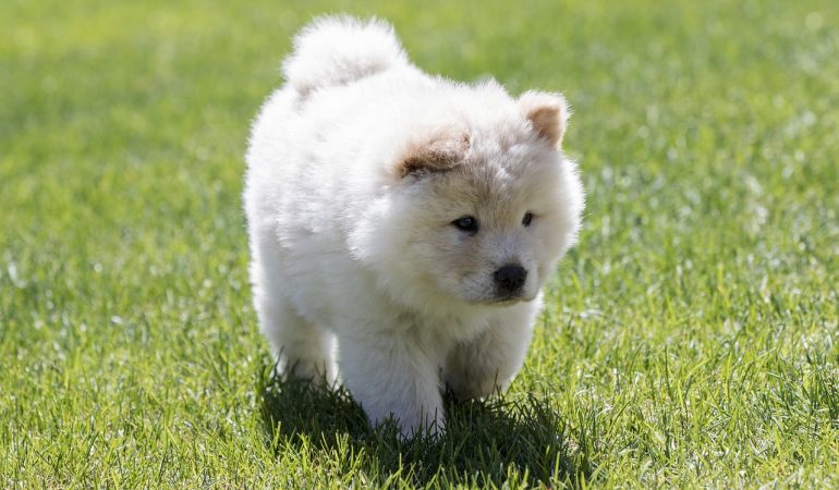 Best Chow chow breeders in Canada [Top 5 Picks]