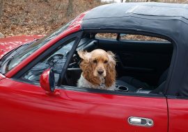 Going for a road trip with your furry pal? Ensure safety and security first!