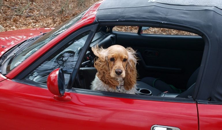 Going for a road trip with your furry pal? Ensure safety and security first!