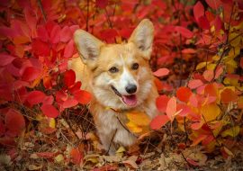 Corgi Pros and Cons – Everything you Need to Know