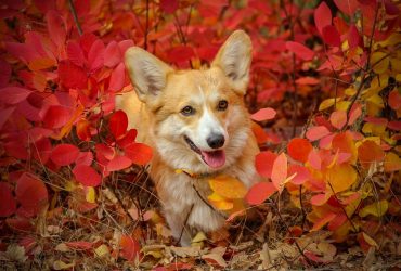 Corgi Pros and Cons – Everything you Need to Know