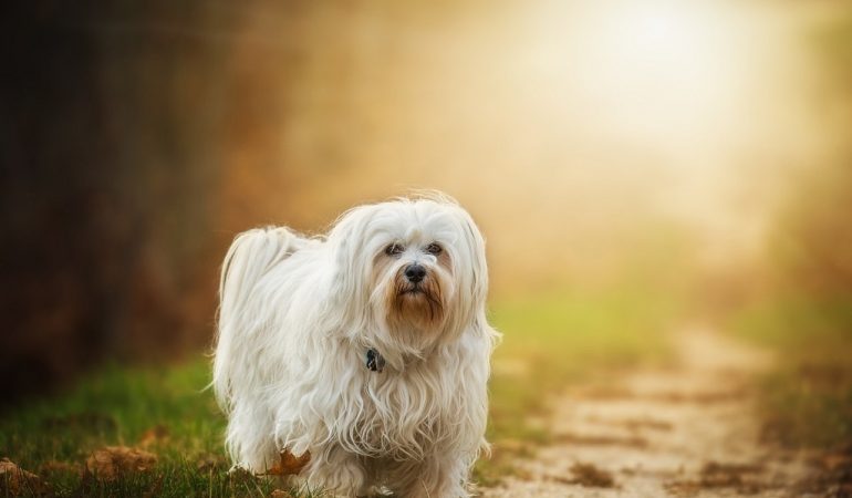 Havanese Dog Breed Info – The Perfect Lapdog