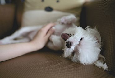 CBD for Dogs – Important Things That You Need to Know