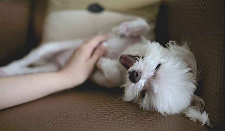 CBD for Dogs – Important Things That You Need to Know