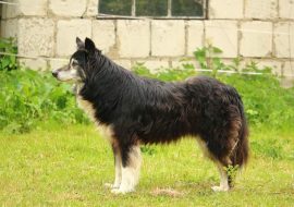Top 10 Unique Shepherd Dog Breeds