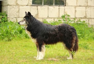Top 10 Unique Shepherd Dog Breeds