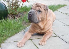 Shar Pei Dog Breed Info – Read Before you Get a Puppy