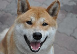 Shiba Inu Dog Breed Info – A Comprehensive Guide