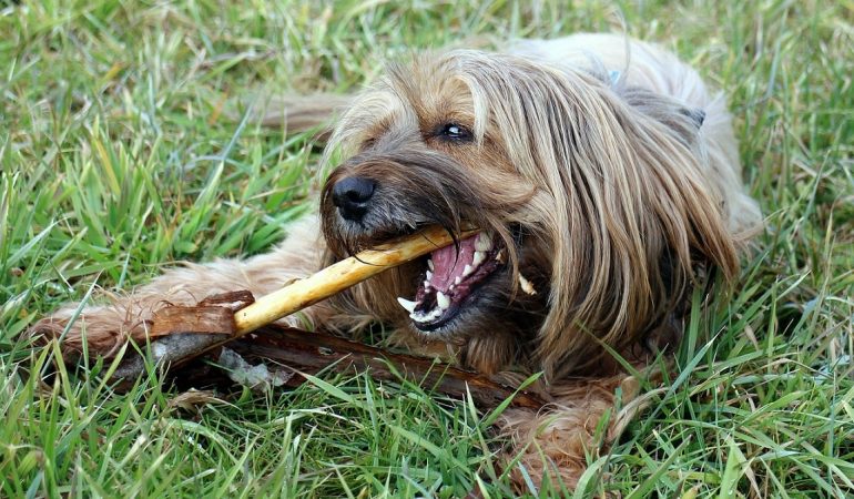 4 Ways to Prevent Bad Breath in Dogs