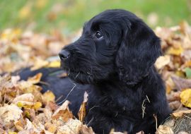 Labradoodle FAQs – Common Questions About the Breed