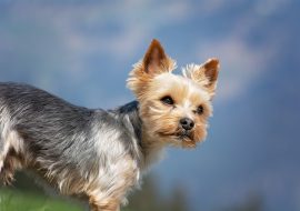 Yorkshire Terrier Dog Breed Info & Characteristics