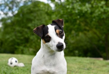 Small Dog Syndrome: What is it? How do you avoid it?