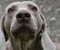 Blue Nose Pitbull Dog Breed Info